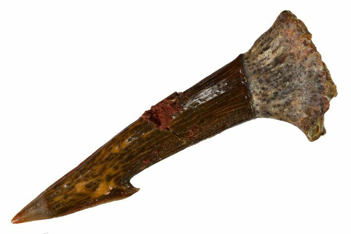 Fossil Sawfish (Onchopristis) Rostral Barb - Morocco #145690